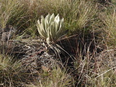 Espeletia