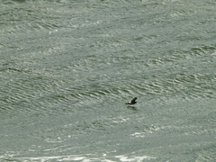 Hydrobates pelagicus