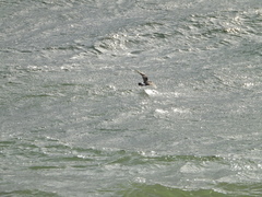 Hydrobates pelagicus