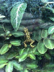 Atelopus zeteki