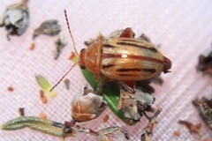 Arrhenocoela lineata