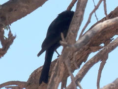 Dicrurus adsimilis apivorus