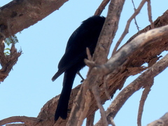 Dicrurus adsimilis apivorus