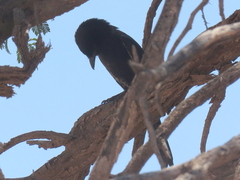 Dicrurus adsimilis apivorus