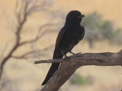 Dicrurus adsimilis apivorus