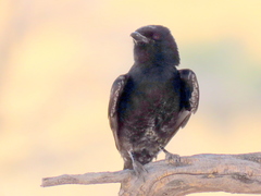 Dicrurus adsimilis apivorus