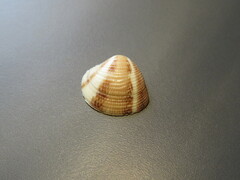 Striped Venus