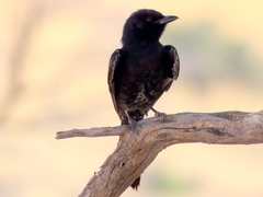 Dicrurus adsimilis apivorus
