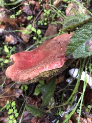 Xerocomellus dryophilus