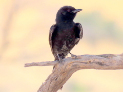 Dicrurus adsimilis apivorus