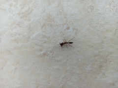 Odontomachus haematodus