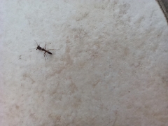 Odontomachus haematodus