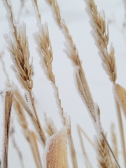 Calamagrostis stricta