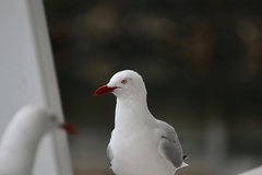 Chroicocephalus novaehollandiae