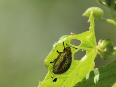 Chelymorpha cribraria