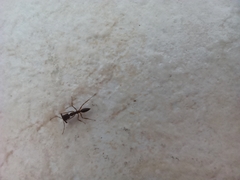 Odontomachus haematodus