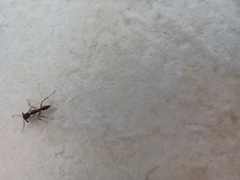 Odontomachus haematodus