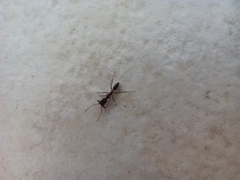 Odontomachus haematodus