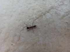 Odontomachus haematodus