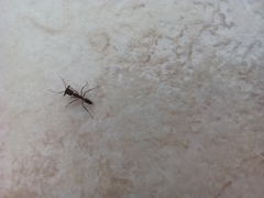 Odontomachus haematodus