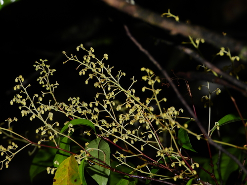 Rinorea paniculata