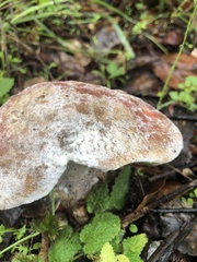 Xerocomellus dryophilus