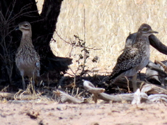 Burhinus capensis damarensis