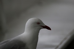 Chroicocephalus novaehollandiae