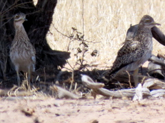 Burhinus capensis damarensis