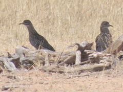 Burhinus capensis damarensis