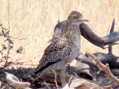 Burhinus capensis damarensis