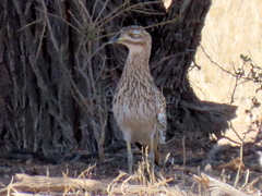 Burhinus capensis damarensis
