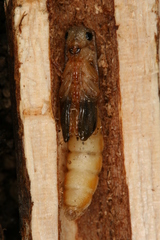 Oberea moravica
