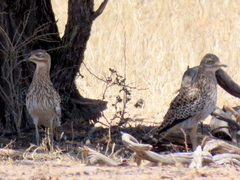 Burhinus capensis damarensis