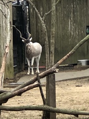 Addax nasomaculatus