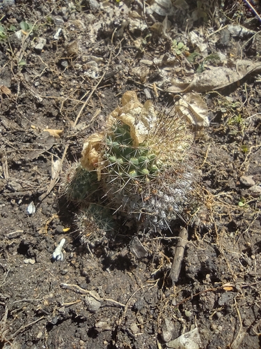 Image of Mammillaria voburnensis by (c) Olvin Wilfredo Oyuela, some rights reserved (CC BY-SA)