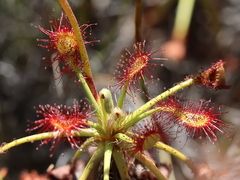 Drosera glabripes