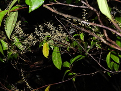 Rinorea paniculata