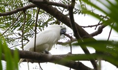 Cacatua moluccensis