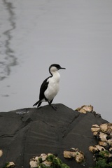 Phalacrocorax fuscescens