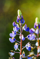 Lupinus nootkatensis