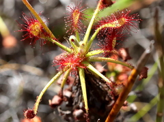 Drosera glabripes