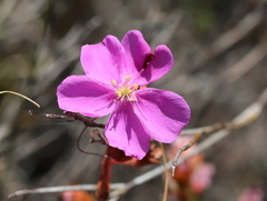 Drosera glabripes