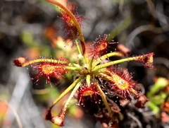Drosera glabripes