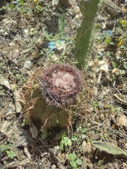 Melocactus curvispinus
