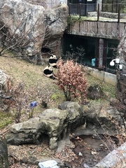 Ailuropoda melanoleuca