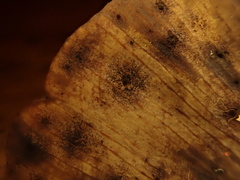 Bartheletia paradoxa