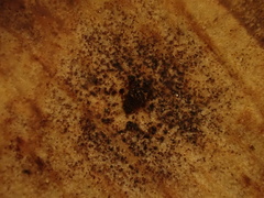 Bartheletia paradoxa