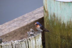Hirundo neoxena