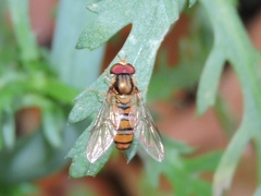 Episyrphus